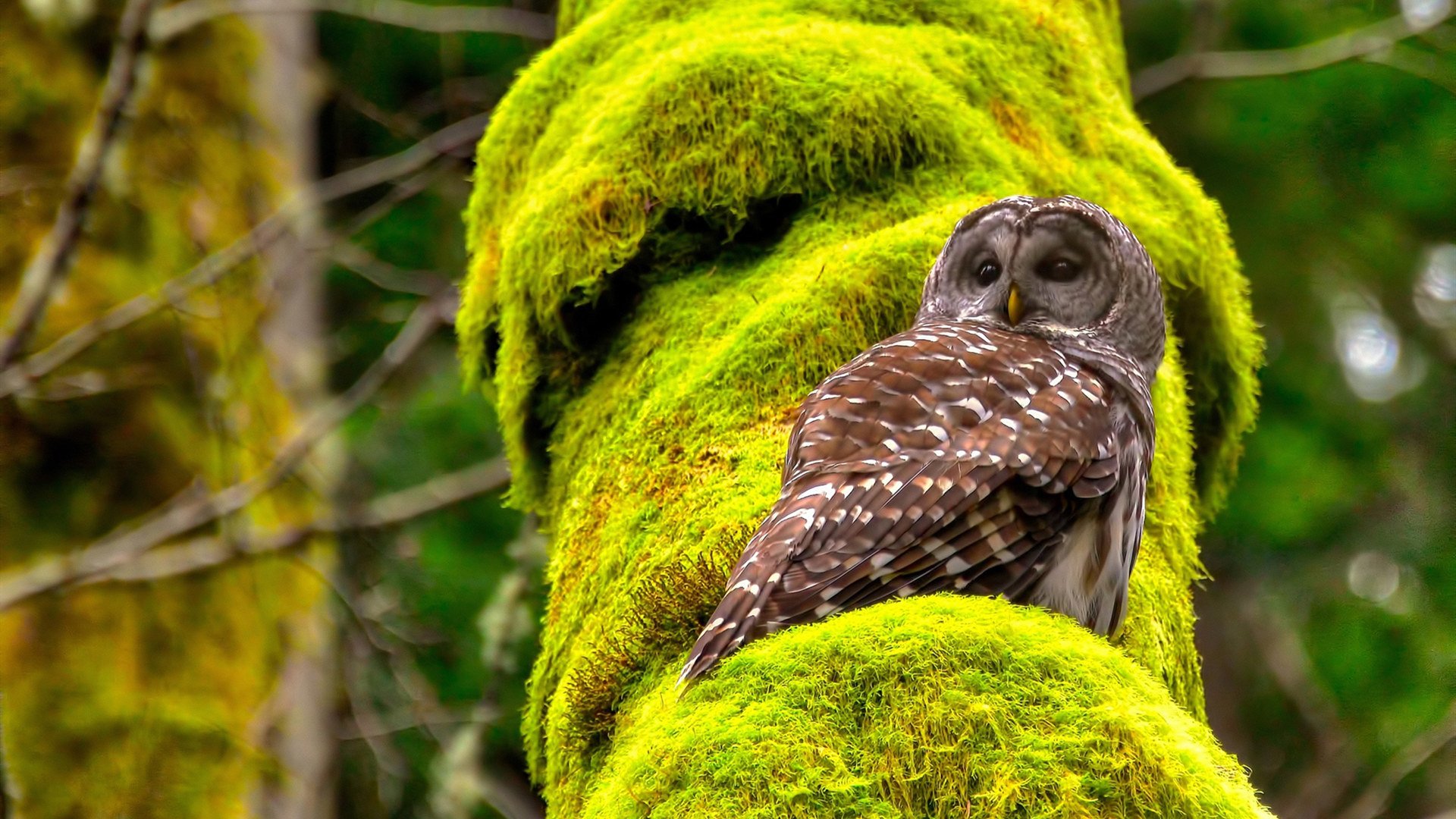 球场咏叹调，哈兰德以佛罗伦萨为画布，阿根廷节奏定乾坤