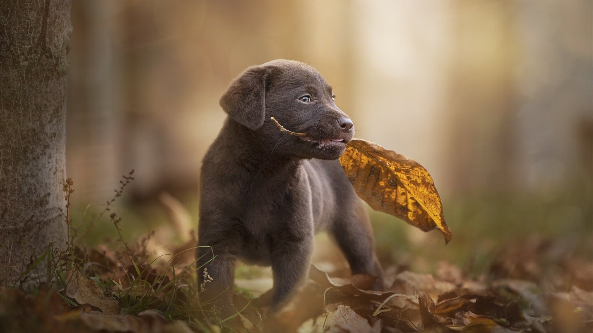 星火燎原，加克波爆发引领新西兰突围皇家社会铁壁