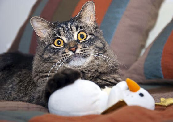 跨界标杆,F1揭幕战深夜的另类较量,格列兹曼的教科书式演绎