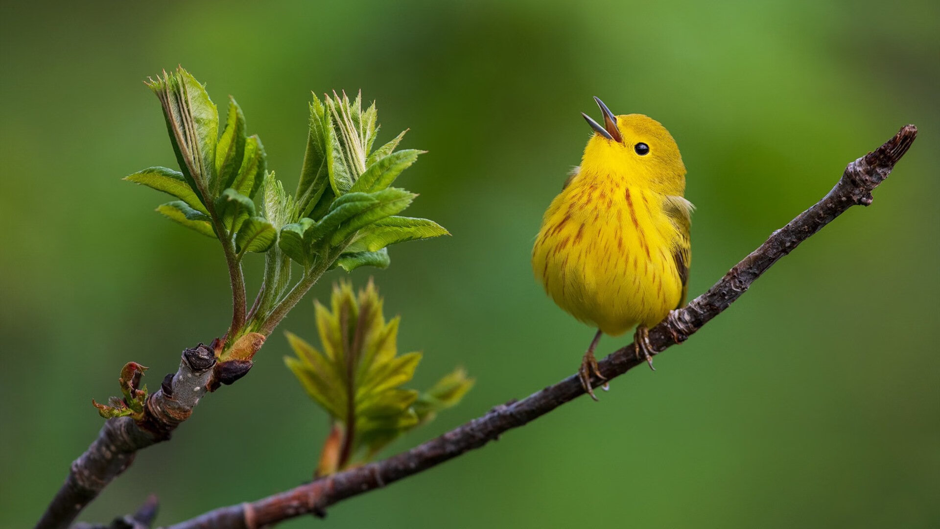 黑金重锤砸碎铁闸!新疆客场逆袭,少年神锋班凯罗终成关键先生