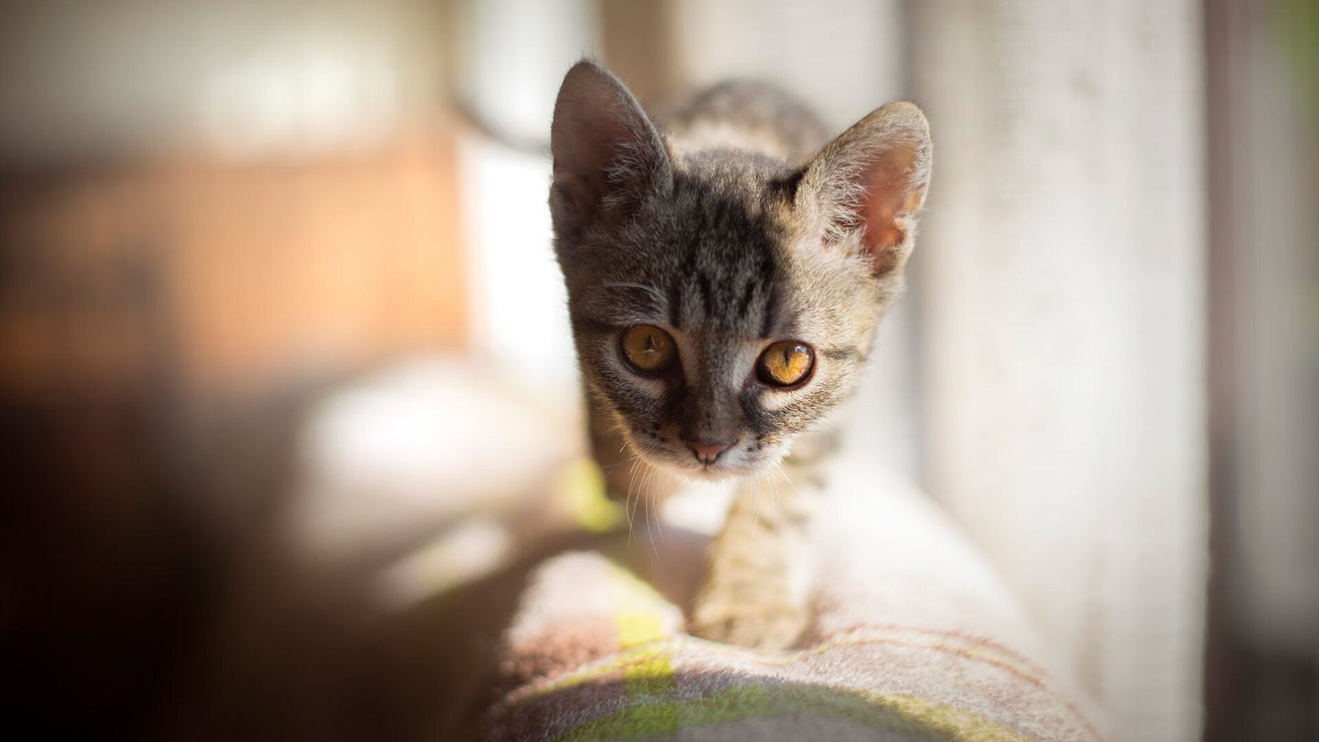 平行时空的足球密码，当迪巴拉出现在丹麦速胜挪威之战