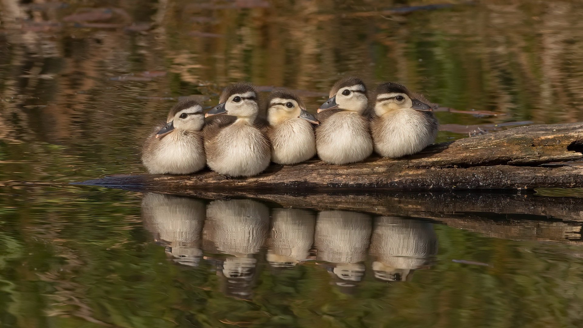 正名之战，杰伦·格林在步行者对阵灰熊的焦点战中证明自我