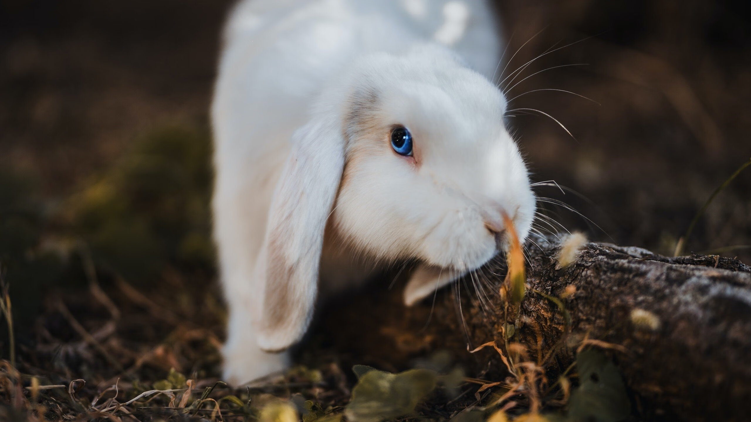 救赎与锁死,天才的史诗与机器的胜利