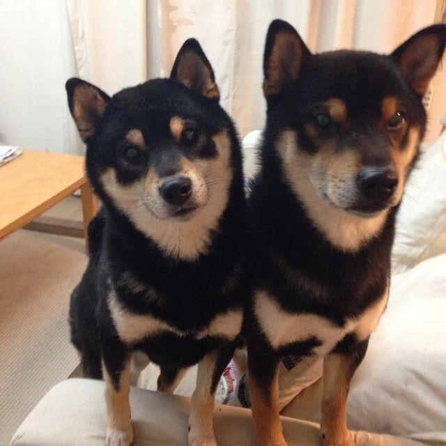 历史错位之战，当独行侠在东决舞台上绝杀勇士