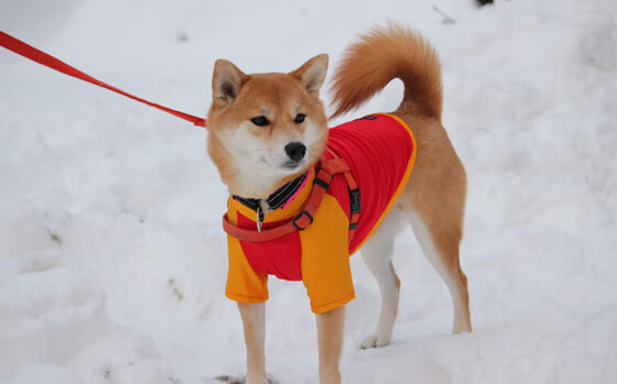 圣基耶萨的加时祷文,当信仰照亮斯坦福桥的漫漫长夜