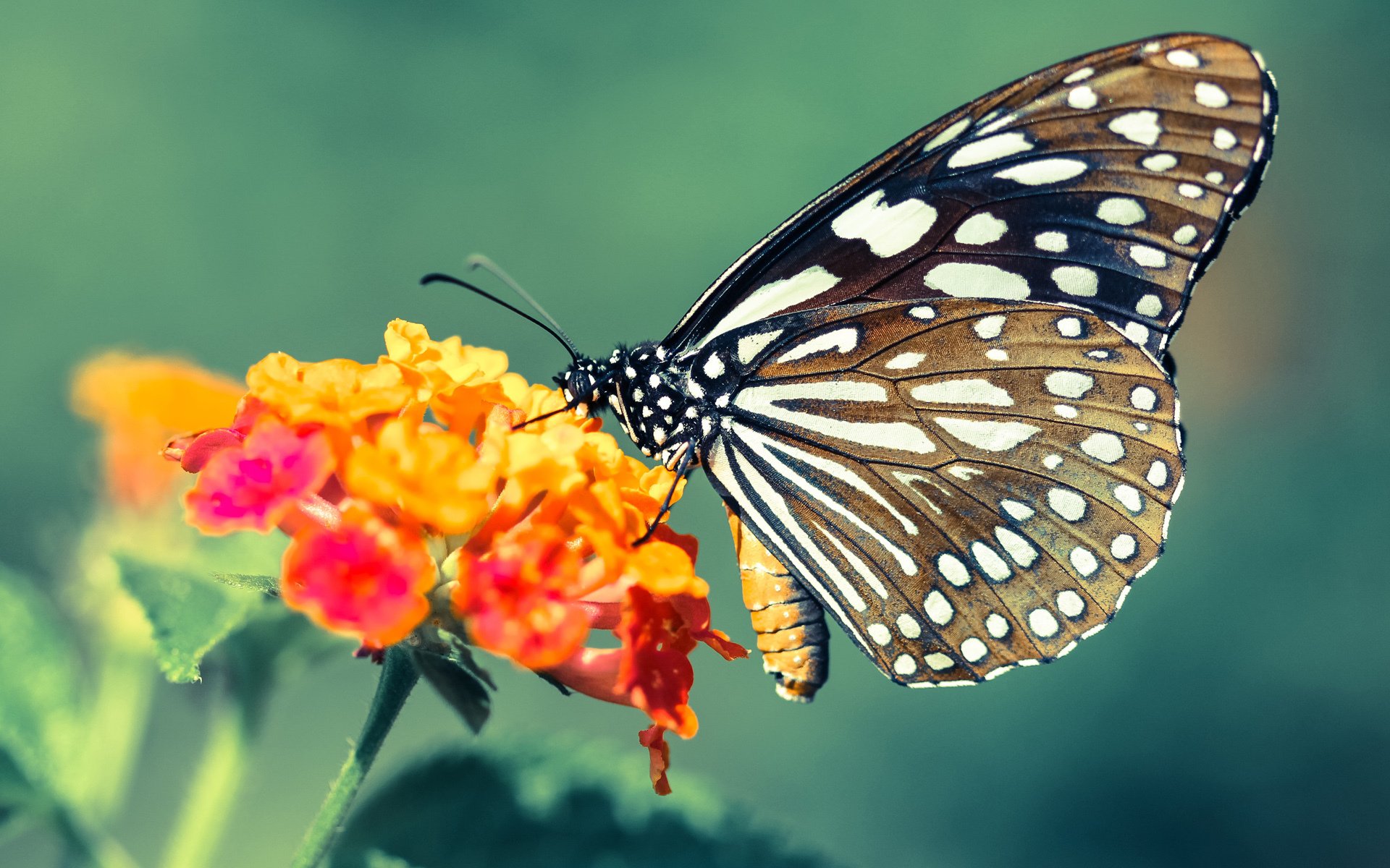 法比尼奥的统治,NBA季后赛之夜的唯一传奇