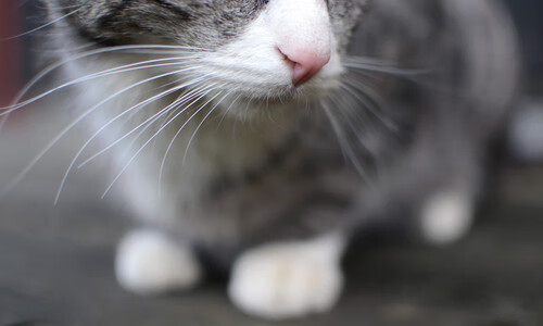 唯一性的双面演绎,从公牛封锁新疆到英格拉姆德比神话