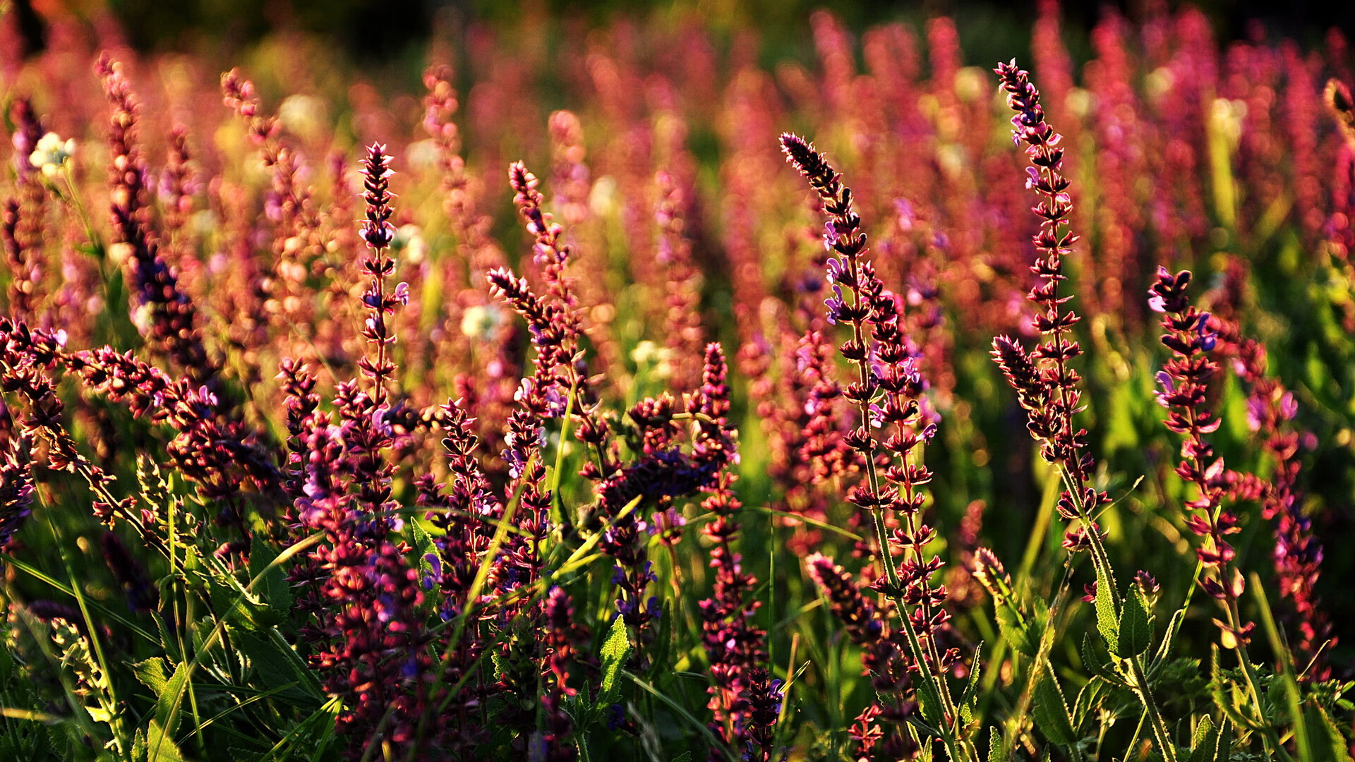 钢铁防线的指挥家，阿拉巴用数据谱写比利时与智利之战的双簧戏