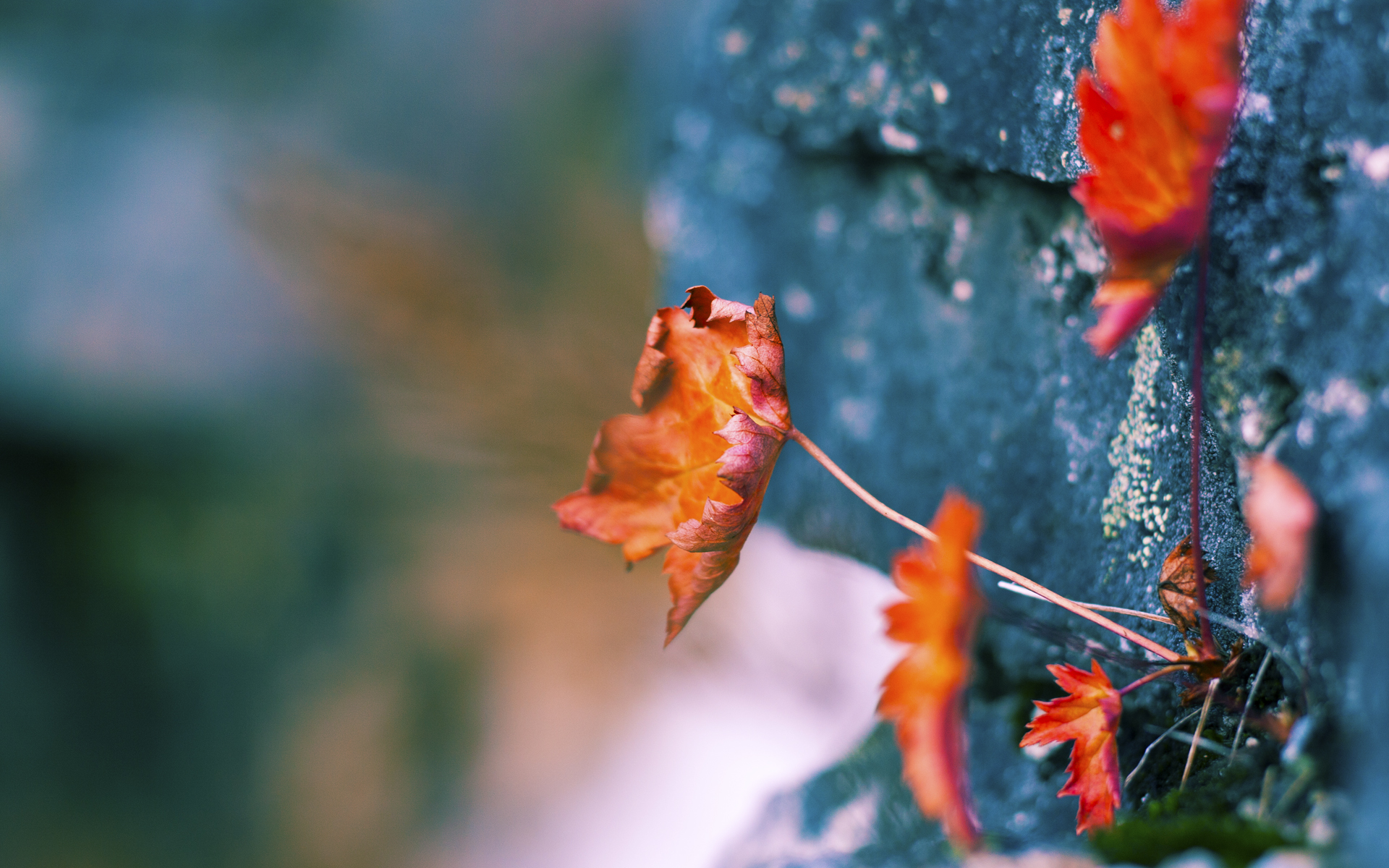 灵魂的进球，三笘薰的蜕变与哥斯达黎加的教诲，足球最深刻的秘密