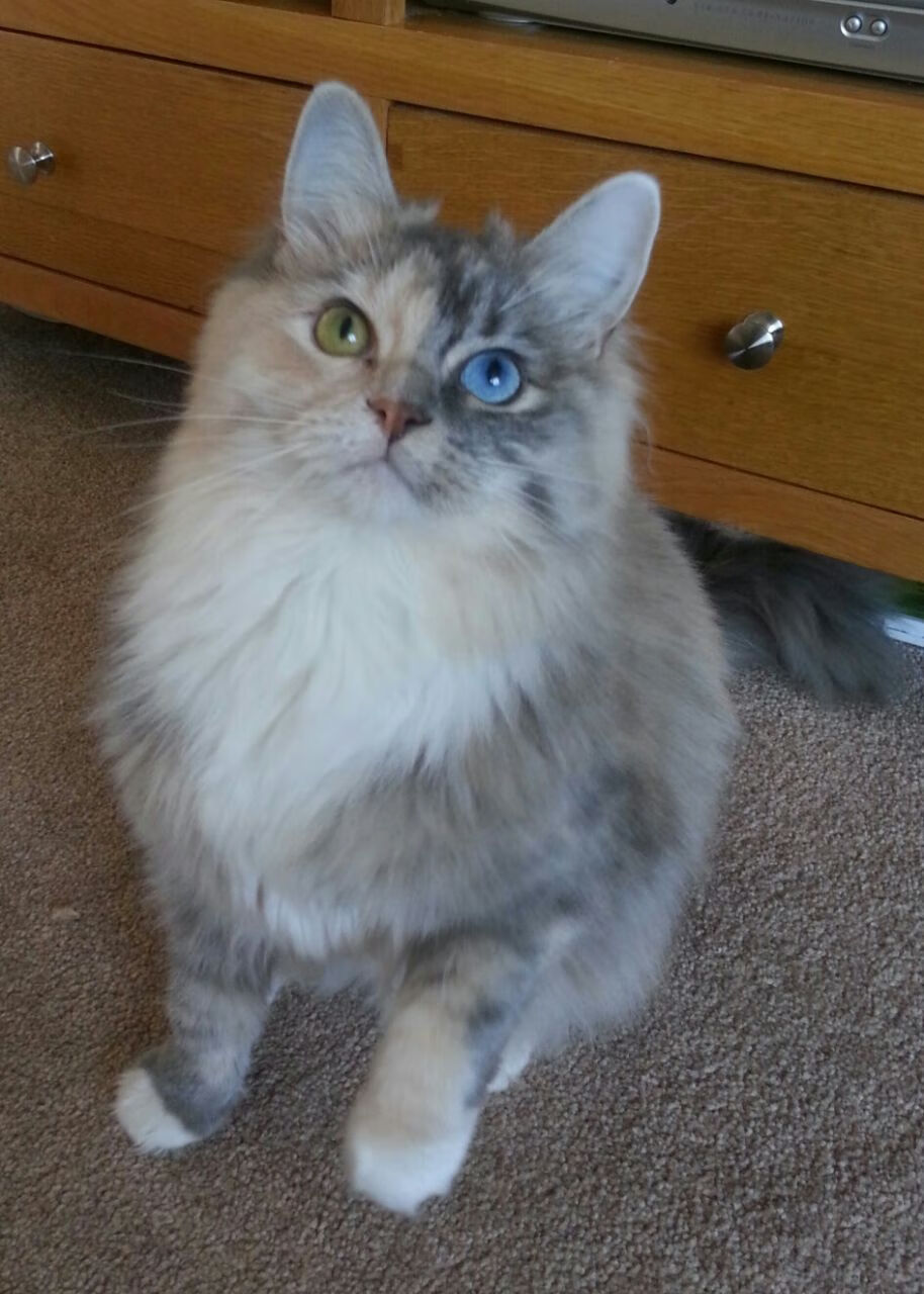 皮克的节奏交响曲,挪威以战术洪流冲垮加纳