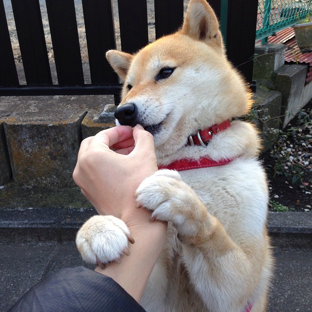 跨洋对决，深圳队力克公牛，浓眉关键时刻定乾坤