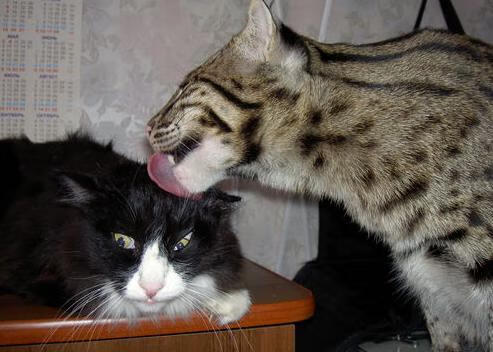 凯恩接管NBA总决赛之夜,乌克兰强势晋级全球舞台