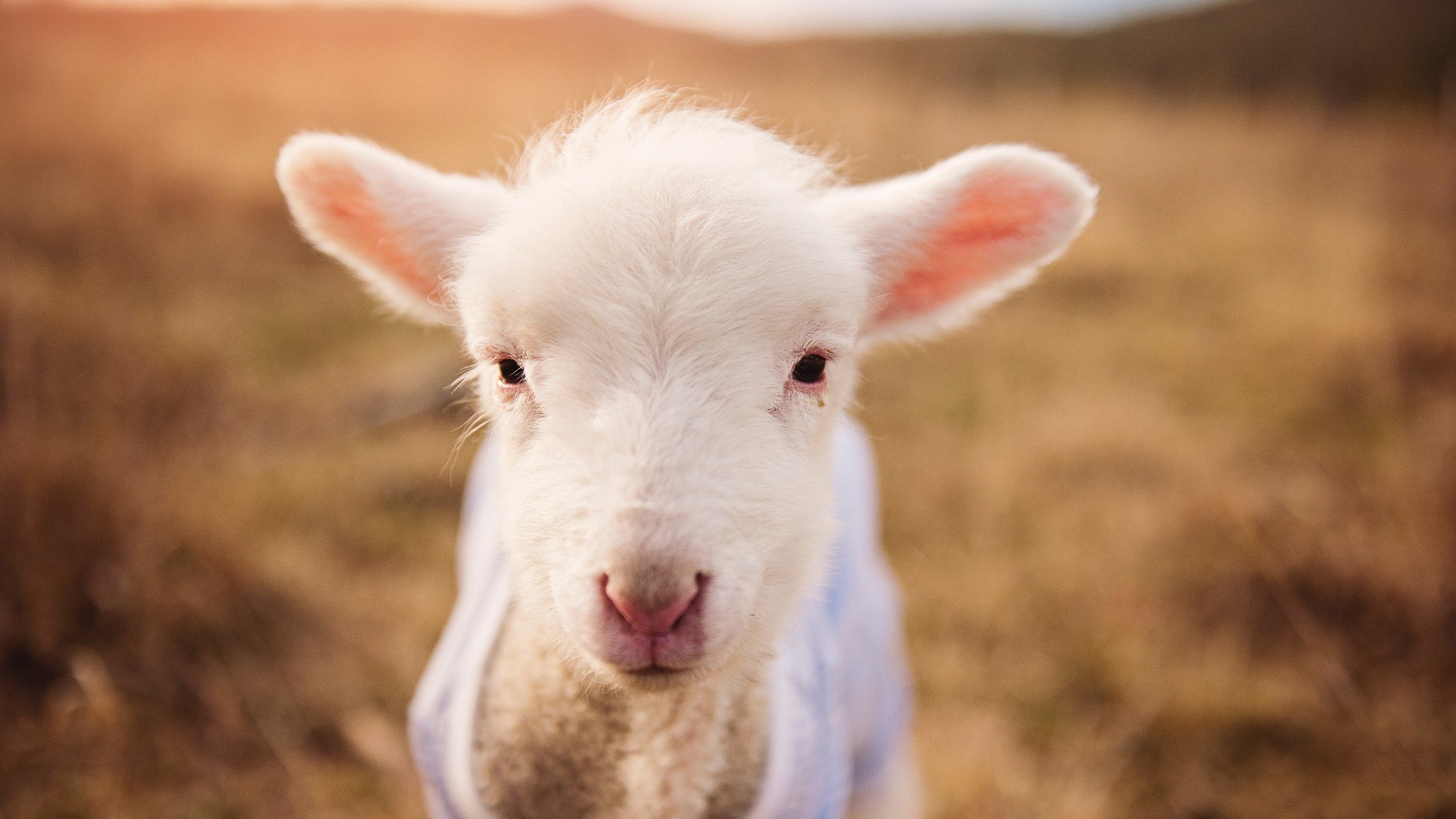 范戴克一夫当关，摩洛哥用荷兰铁闸锁死瑞士，书写防守艺术新篇章