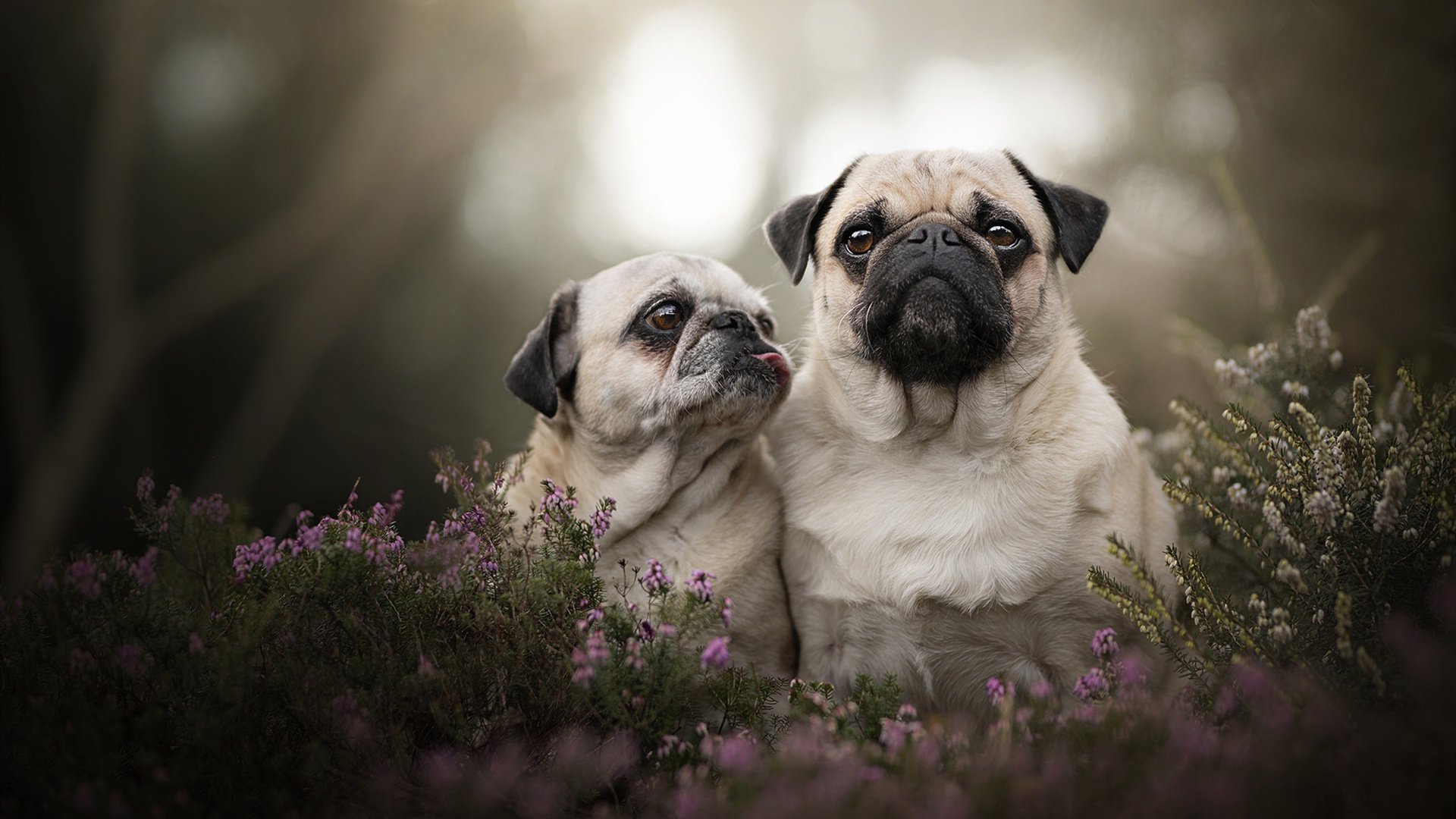 防守冰封,戈贝尔降维打击,开拓者三分雨下灰熊窒息