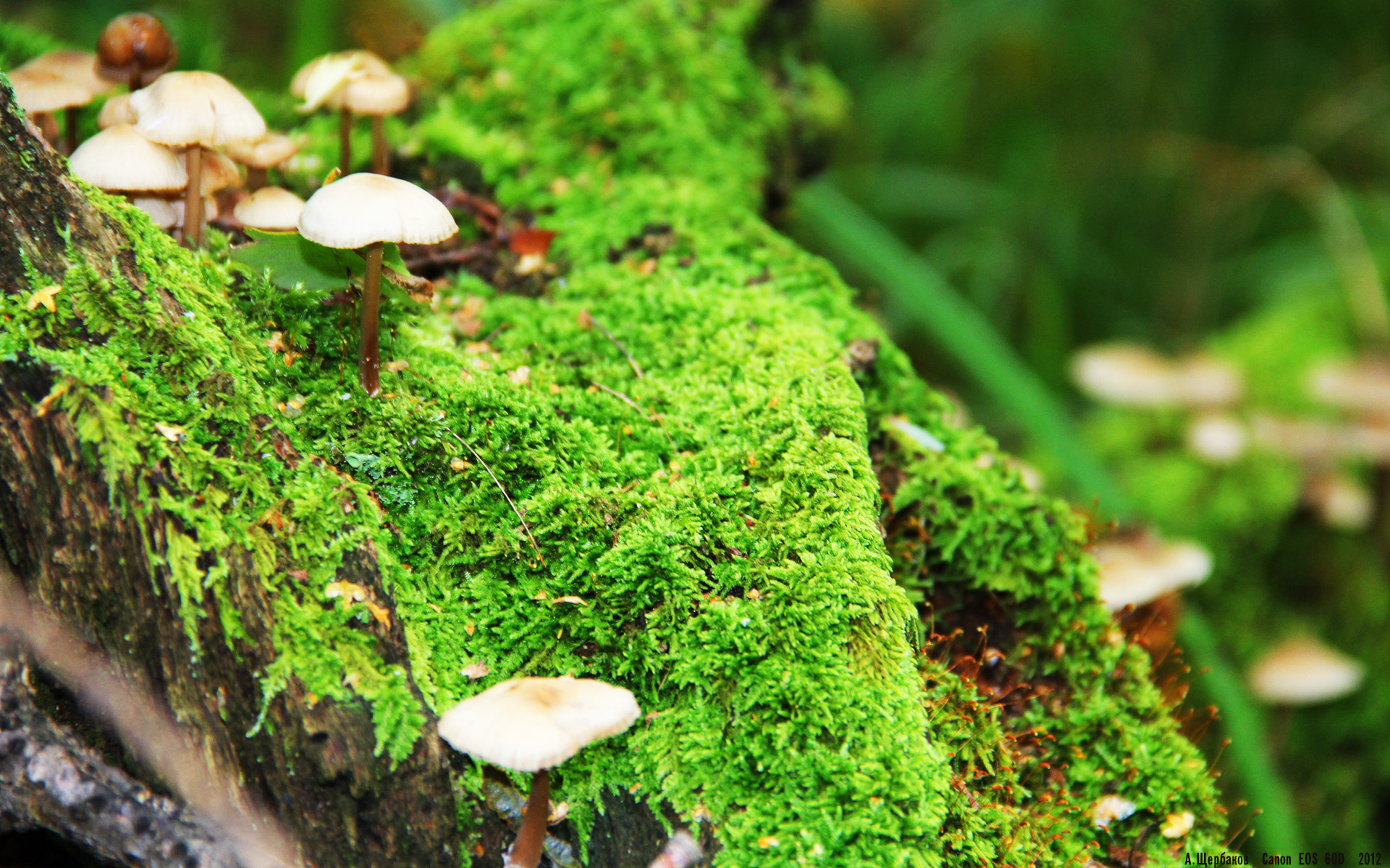 冰与火之歌，霍勒迪的利刃，刺穿森林狼的钢铁防线