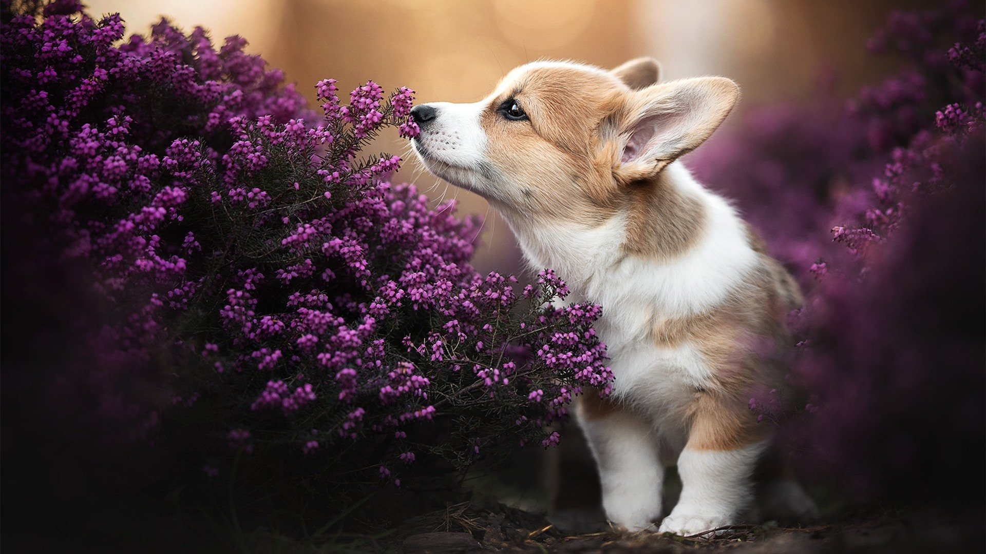 当卡拉斯科在NBA总决赛抢七夜戴上魔术师的手套