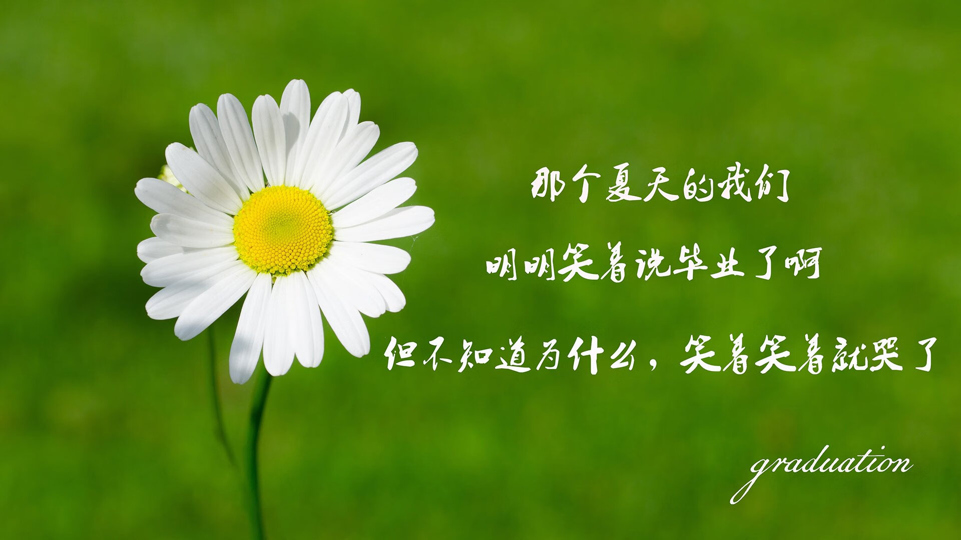 郁金香最后的绽放,2026世界杯D组生死战,荷兰绝杀罗马尼亚的九个瞬间